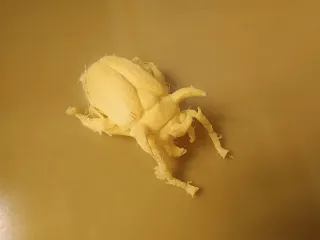Horned Scarab Beetle