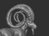 Markhor goat-4