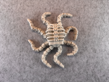 Articulated Skeleton Octopus-2