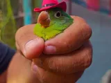 Sombrero para ave-2
