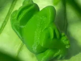 Frog cool-1