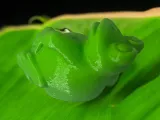 Frog cool-3