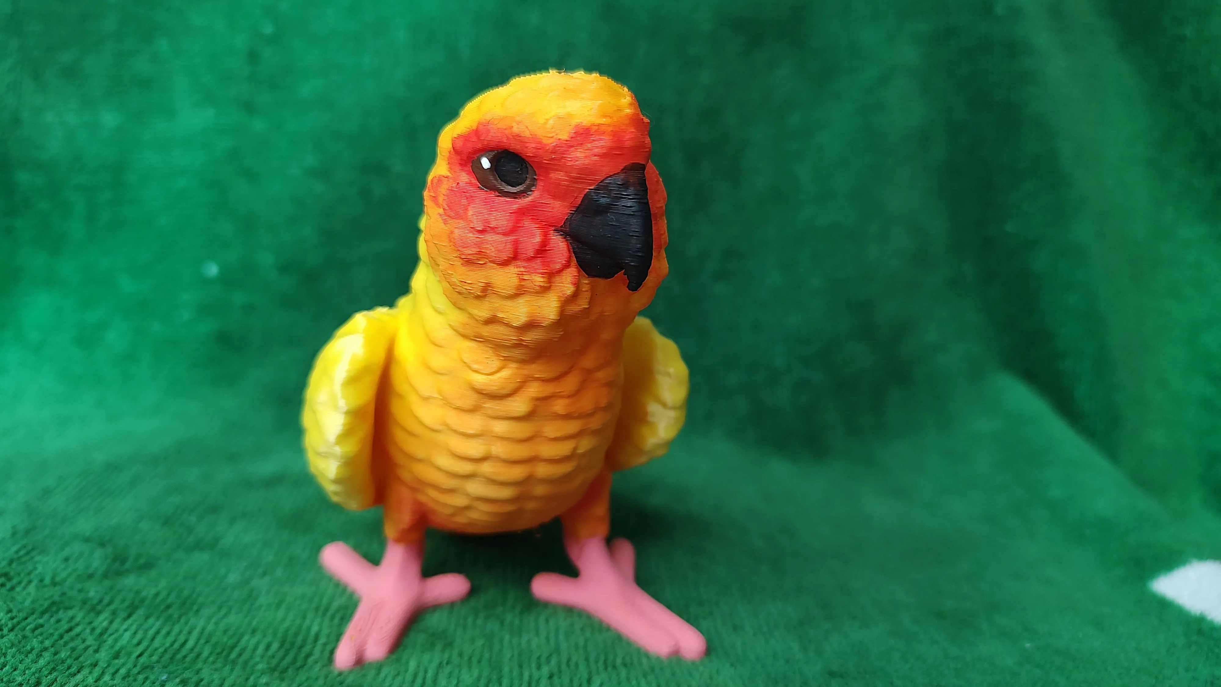 Conure