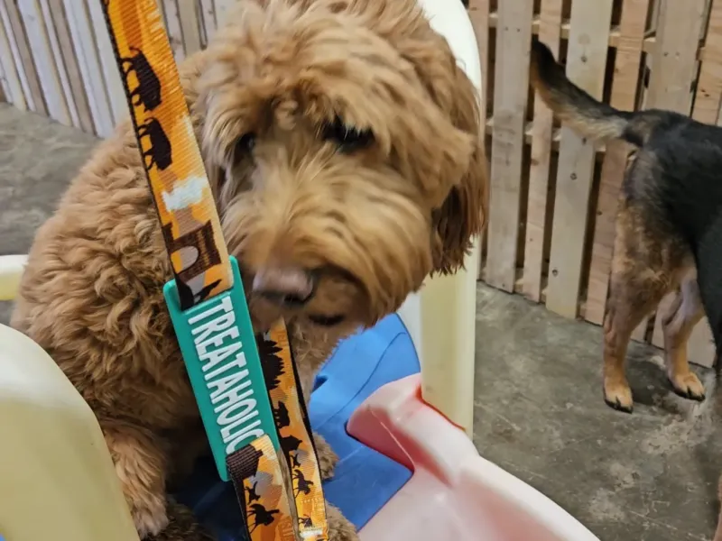 Dog Leash Banner