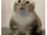 Cat-1