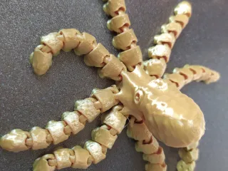 Octopus and Juvenile