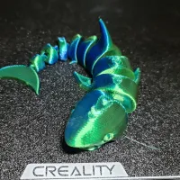 curled shark-1