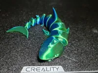 curled shark-1