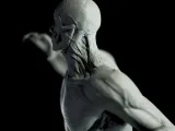 3d model with human musculature x 5 poses for study, anatomy-1