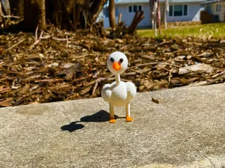 Duck