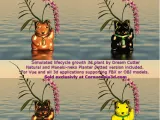 Bloom'n Neko : Original Maneki Neko Planter & Orchid Flower-6
