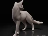 Cat looks back-3