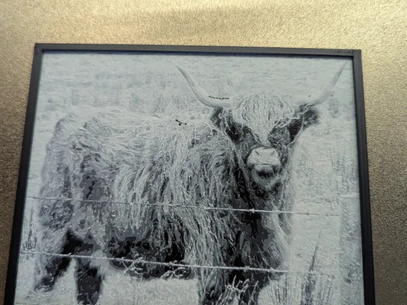 highland cow