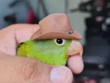 Sombrero para ave-1
