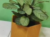 HEXAGONAL POT-0
