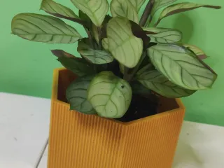 HEXAGONAL POT