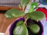 Pot pour succulentes-1