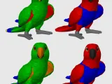 Eclectus-9