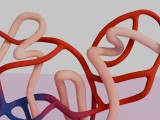 Human Kidney Nephron 3D Model Illustration-9