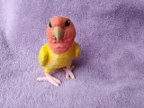 Lovebird-6