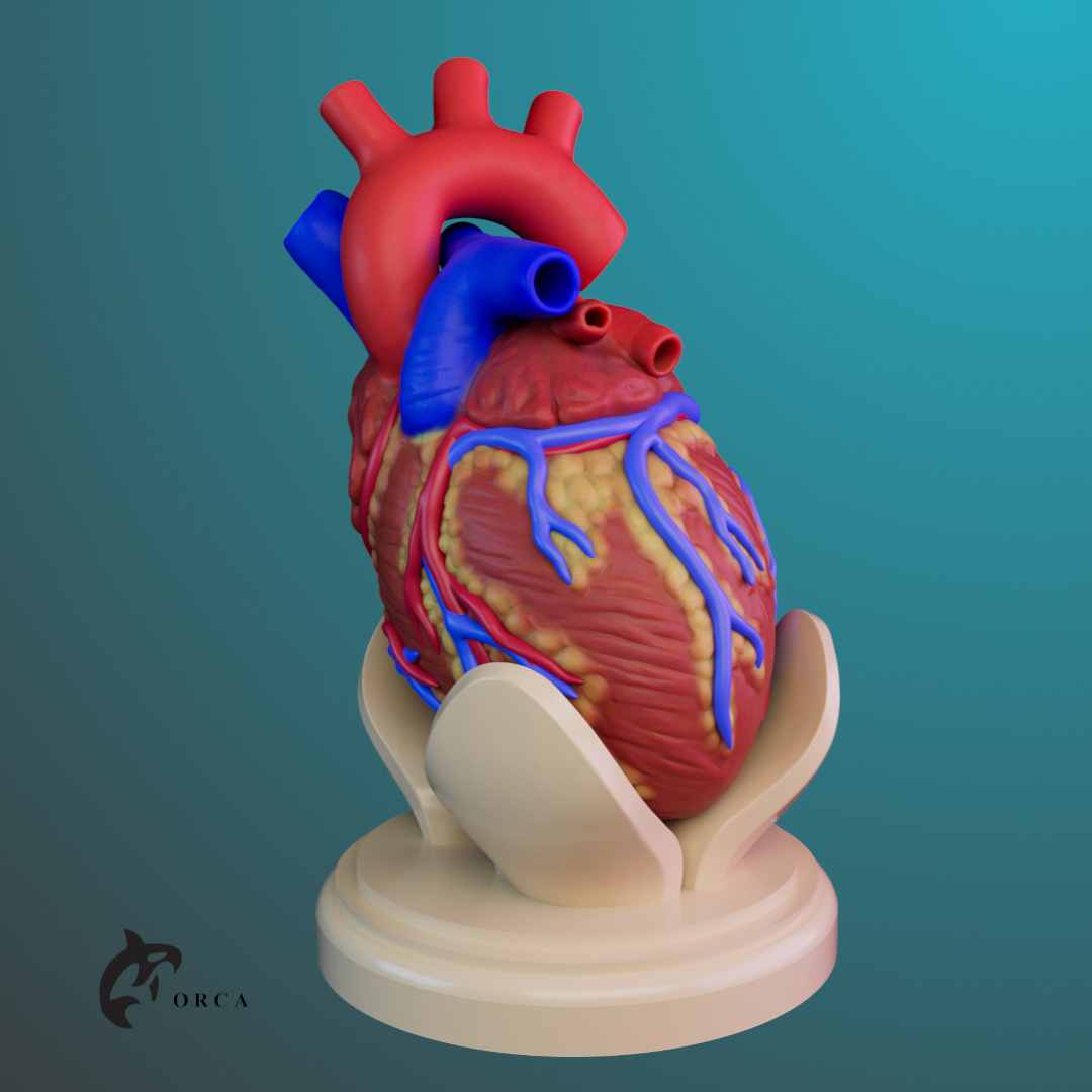 HEART ANATOMY FOR EDUCATION | 3D models download | Creality Cloud