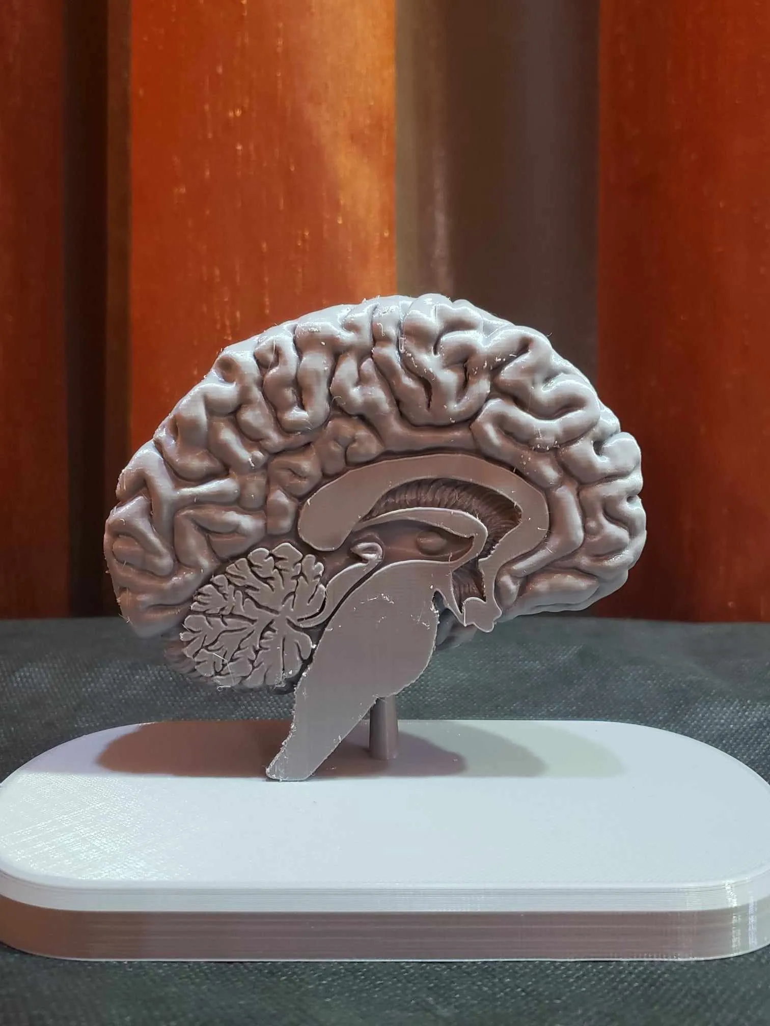Brain Anatomy Cross-Section 3D print