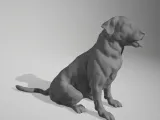 dog 02-0