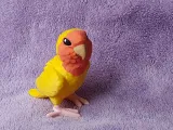 Lovebird-5