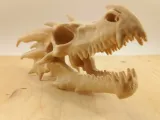 Crâne de dragon-2