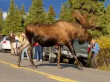Moose-1