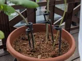 Plant Stem Support-0