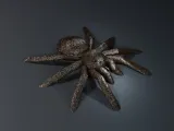 Ultimate Halloween Pack-3