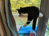 Count Bellyscratch-1