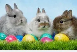 easter bunny with eggs