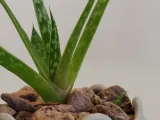 Pot Interior Decor V-3