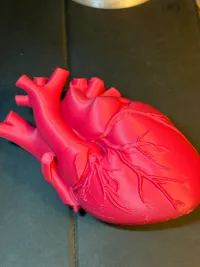 Heart Educational Model - Education - PLA - 3D printed product - фото 7