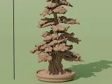 bonsai tree 7-1