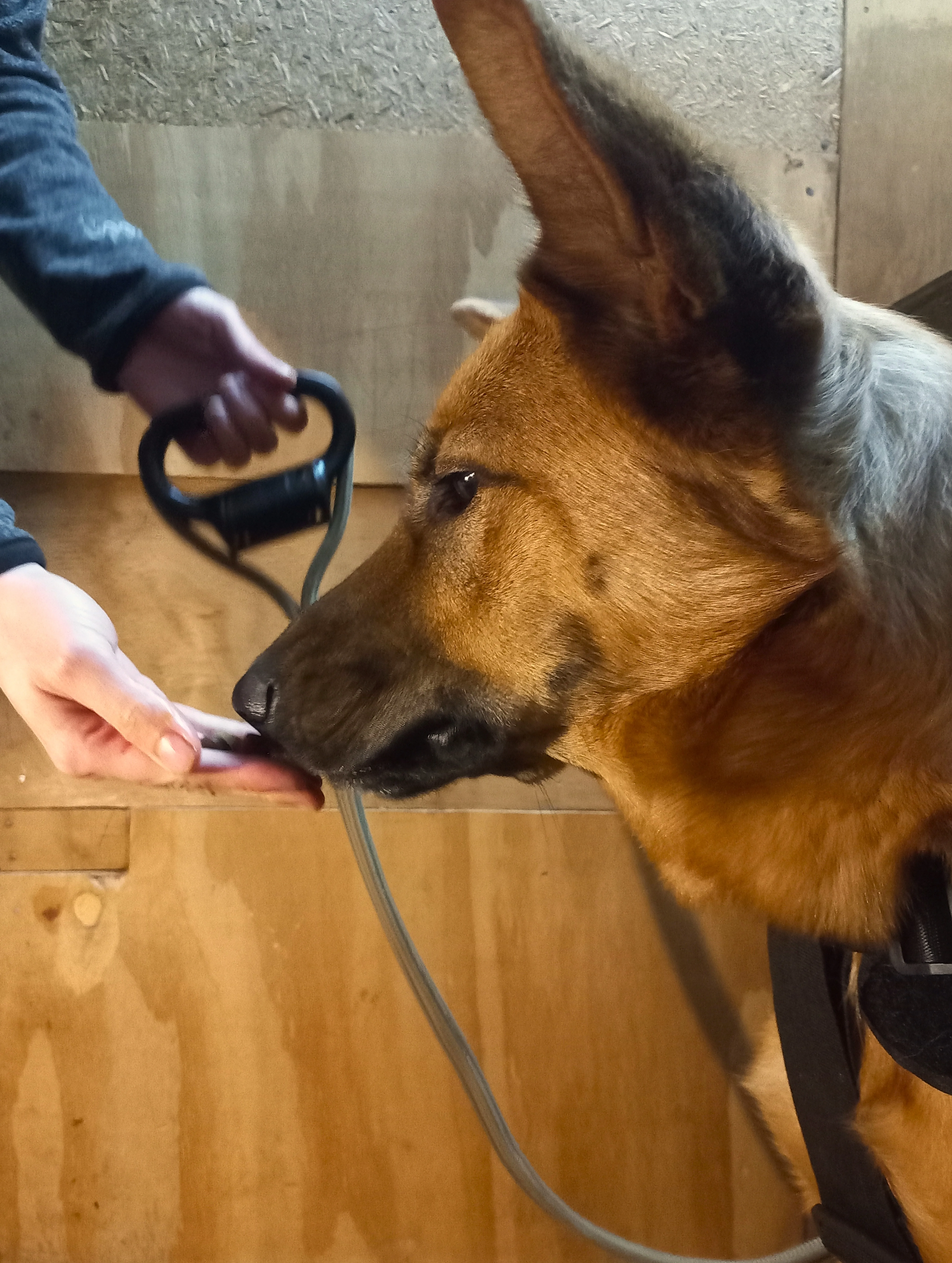Pet Storage Leash Handle