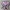 GBC - Animal Breeder 3 JPN - Elephant 2、フィラメント交換2回