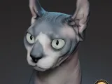 Sphynx cat-5
