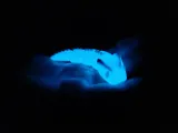 Articulated Snake-1