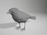 bird 01-0