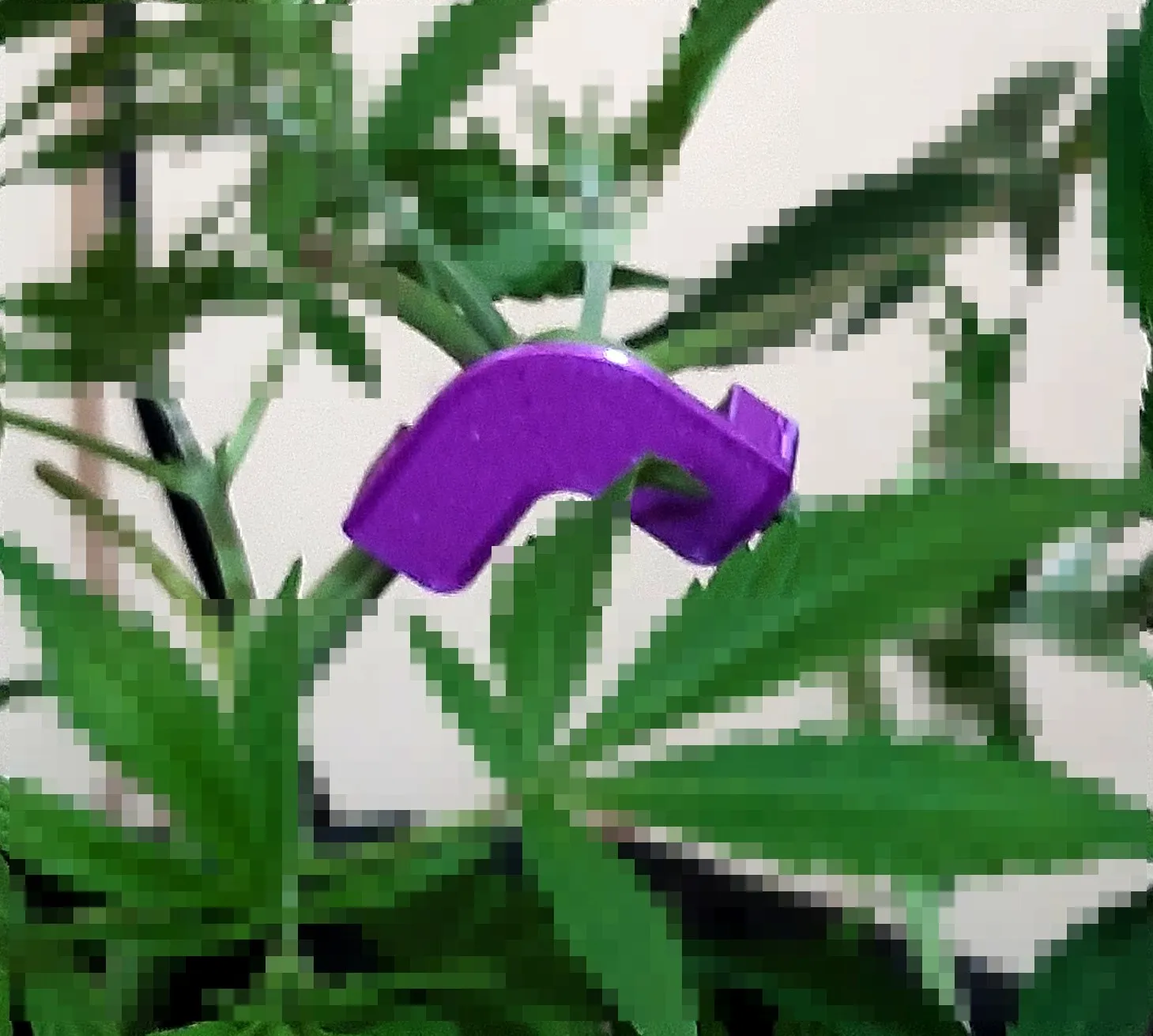 Cannabis - tuteur de branche