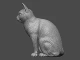 Cat-4