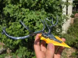 Deer Trophy-2