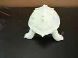 Snapping Turtle-4