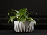 Fioriere minimaliste di Polymeria-5