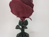 The Yawning Rose -3