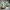 Hollow Knight - Grub Multicolor 3D-Modell!
