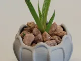 Pot Interior Decor V-2